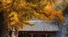 灵岩寺银杏即将进入最佳“赏味期”！