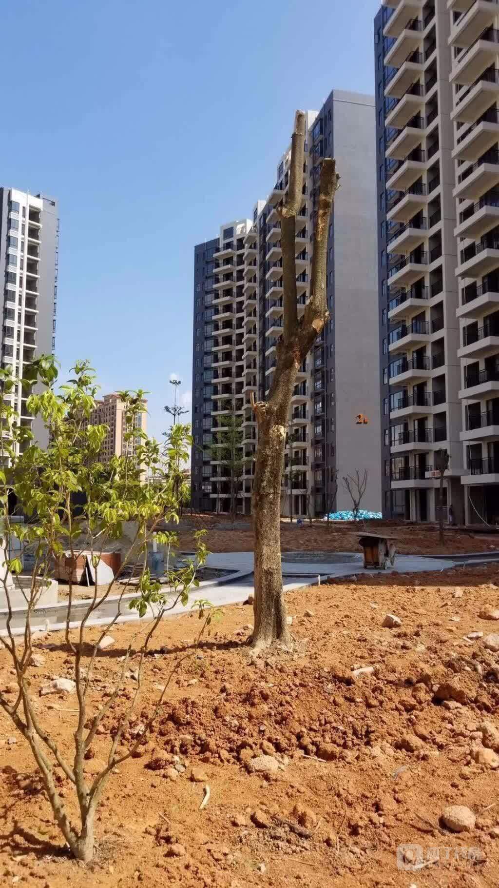 斗门白蕉 一手现楼出售 首付免息分期 得房率非常高!